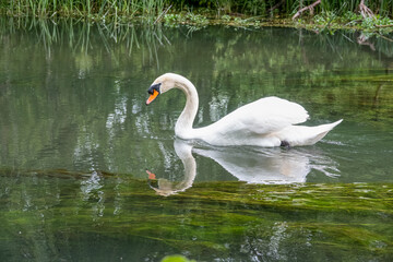 closeup of a beautiful white swan (Cygnus olor) gliding along a chalk stream river