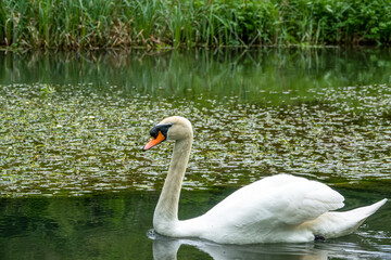 closeup of a beautiful white swan (Cygnus olor) gliding along a chalk stream river