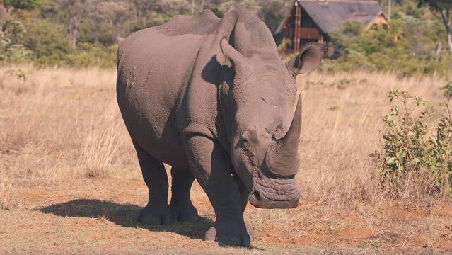 White rhinoceros standing still in african savannah near wooden lodge.