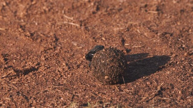 African dung beetle rolling ball of dung in dirt.