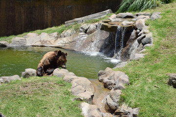 Oso pardo en el Zoologico.