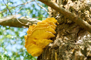 leuchtend gelber gemeiner Schwefelporling Laetiporus sulphureus am Stamm einer alten Weide