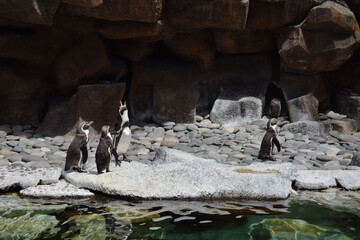 Pinguinos caminando en el zoologico.
