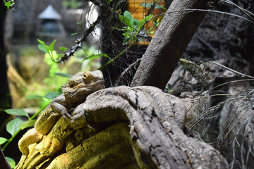 Fototapeta na wymiar Reptil sobre una rama. 