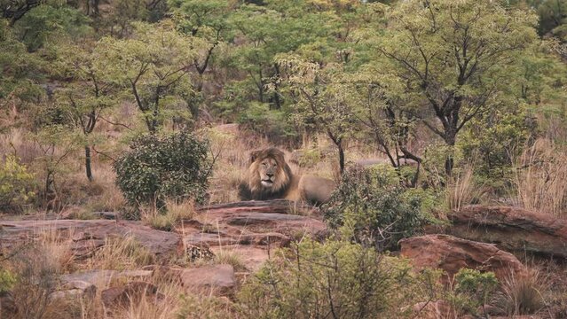 Sleepy lion lying on rocks in african savannah bushland, wide shot.