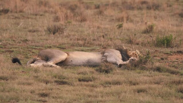 Lion lying on his side in african savannah grass, moving his tail