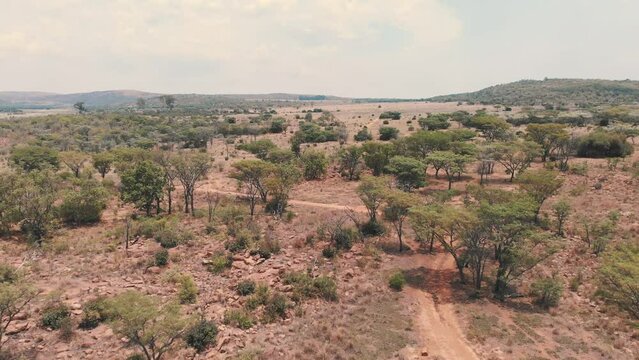 Dirt road in african savannah with acacia trees and shrubs, drone shot.