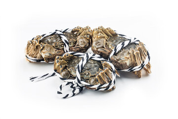 Raw Chinese mitten crab, shanghai hairy crab