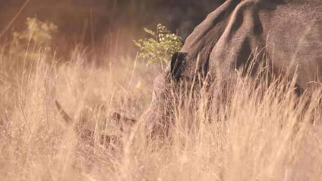 Horned white rhinoceros grazing in long african savannah grass