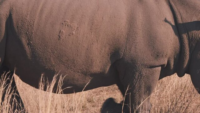 White rhinoceros walking in dry african savannah grassland, close up.