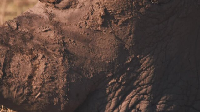 Mud-covered head of grazing white rhinoceros, close up.