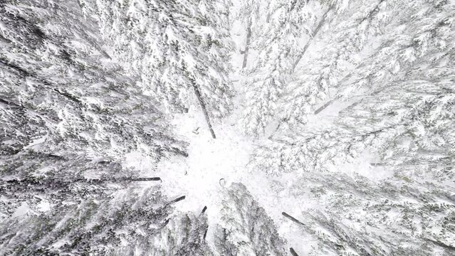 Flight above Winter Forest