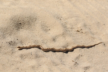 Fototapeta na wymiar Baby Mole Snake, Kgalagadi Transfrontier Park, South Africa