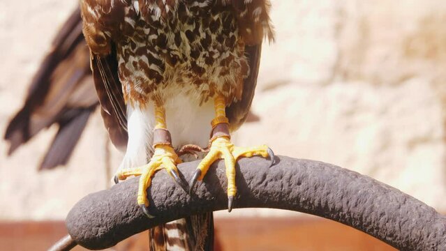 War bird falcon, eagle claw, trained flying animals close-up. Medieval festival.