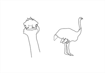 hand drawn illustration of a ostrich - obrazy, fototapety, plakaty