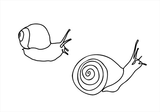 linear snail on a white