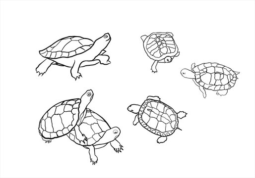 linear turtle collection