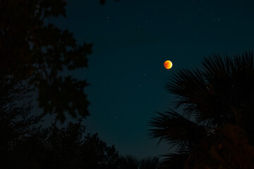 Fototapeta premium Lunar Eclipse - Blood Moon