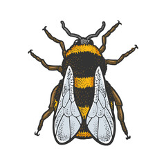 bumblebee bee insect color sketch engraving raster illustration. T-shirt apparel print design. Scratch board imitation. Black and white hand drawn image.