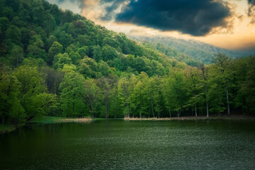 small lake in the forest