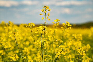 field of rapeseed