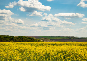 Obraz premium rapeseed field and sky