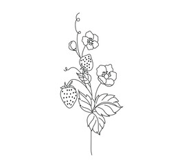 Vector isolated strawberry twig with leaf, flowers and berries colorless black and white contour line hand drawing sketch