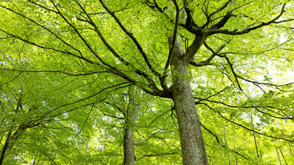 The big lush bright green beech tree in the forest with sunlight.The image shoting from bottom up to the trees.spring season in Europe