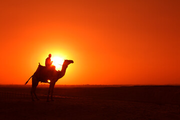 Fototapeta na wymiar Camel in the desert at sunset, Egypt