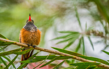 A Peruvian hummingbird standing on a branch