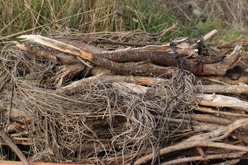 Leña cortada apilada en el campo. Salamanca (España)