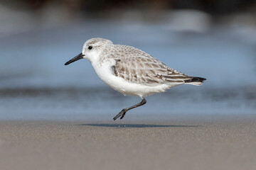 Sanderling, Calidris alba, winter plumage bird hoping