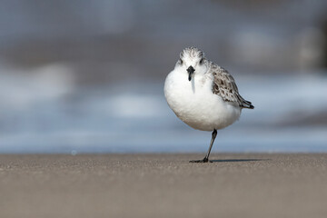 Sanderling, Calidris alba, winter plumage bird