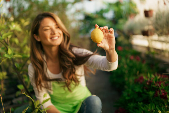 A woman in her 30s enjoys picking and smelling the beautiful scent of organic lemon grown in her greenhouse.