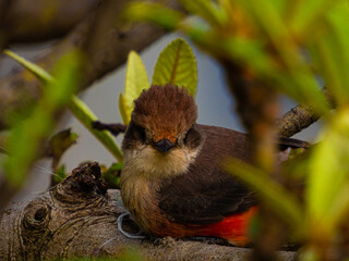 Pequeña ave posada en una rama 