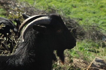 Cabras de la sierra de Salamanca (España)