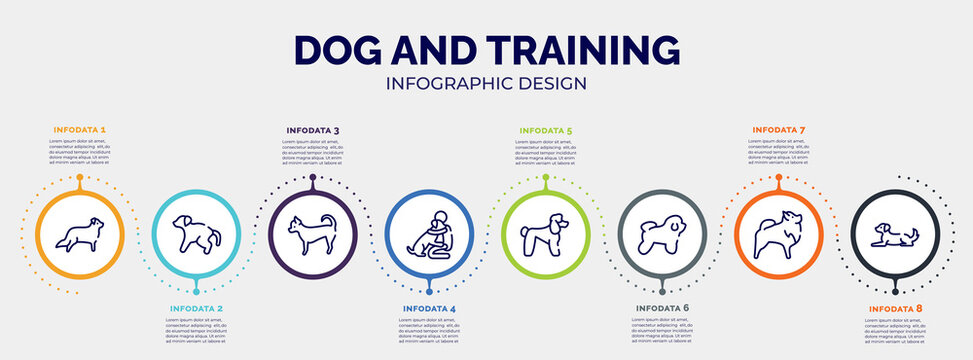 infographic for dog and training concept. vector infographic template with icons and 8 option or steps. included bernese mountain, scold the dog, chihuahua, null, poodle, bichon frise, pomeranian,