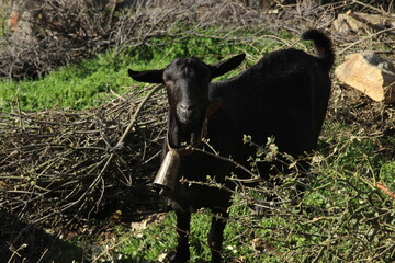 Cabras de la sierra de Salamanca (España)
