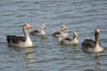 Gans || Goose