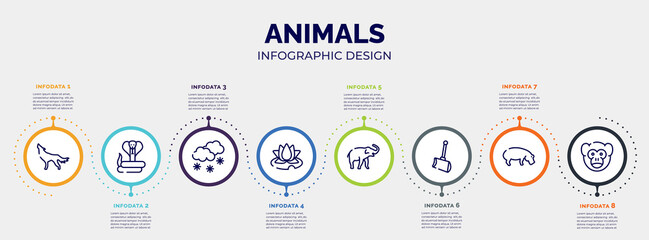 infographic for animals concept. vector infographic template with icons and 8 option or steps. included wolf, cobra, snowy, water lily, safari, shovel, hippo, monkey editable vector.