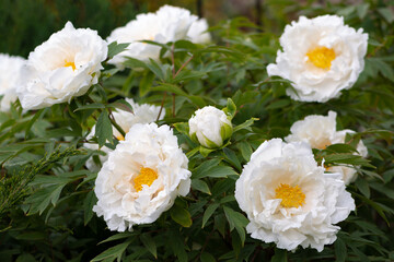 Big beautiful white tree-like peony flowers in the spring garden. Tree peony bush blooms in the springtime park. Ornamental plant with large flowers.