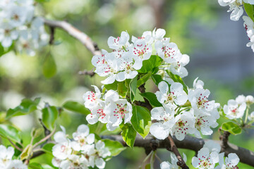 Sweet white flowers blooming pear-tree. Delicate white blooming pear flowers in the spring garden. Blossoming fruit tree.