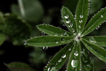 dew on a leaf