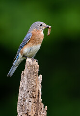 Eastern Bluebird with Insect