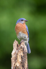 Eastern bluebird perched on a stump