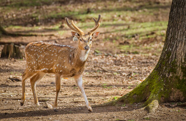 A spotted deer walking through the woods