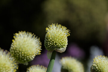 Welsh onion, also commonly called bunching onion (Allium fistulosum) in Spring