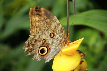 Fototapeta premium Schmetterling sitzt auf Obst und saugt Nektar