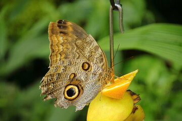 Schmetterling sitzt auf Obst und saugt Nektar © Horst Bingemer