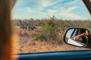 Kruger National Park: A Rhinoceros Couple Grasing - obrazy, fototapety, plakaty